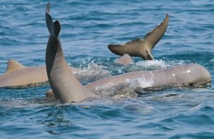 Snubfin_dolphins, HInchinbrook Island